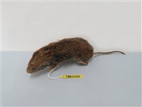 藏品(臺灣高山田鼠   )的圖片